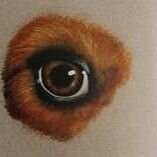 Глаза.
Большие, темные, круглые, но не выпуклые; довольно широко поставленные.слева: идеальные по цвету и форме глаза
справа: некорректные глаза- светловатые, миндалевидные, с видимым белым белком
