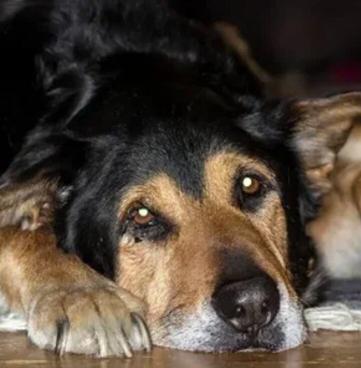 Источник Яндекс. Картинки