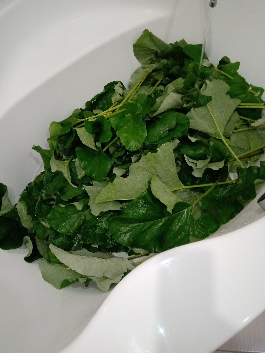 Дети собрали о помыли "гору" лопуха.