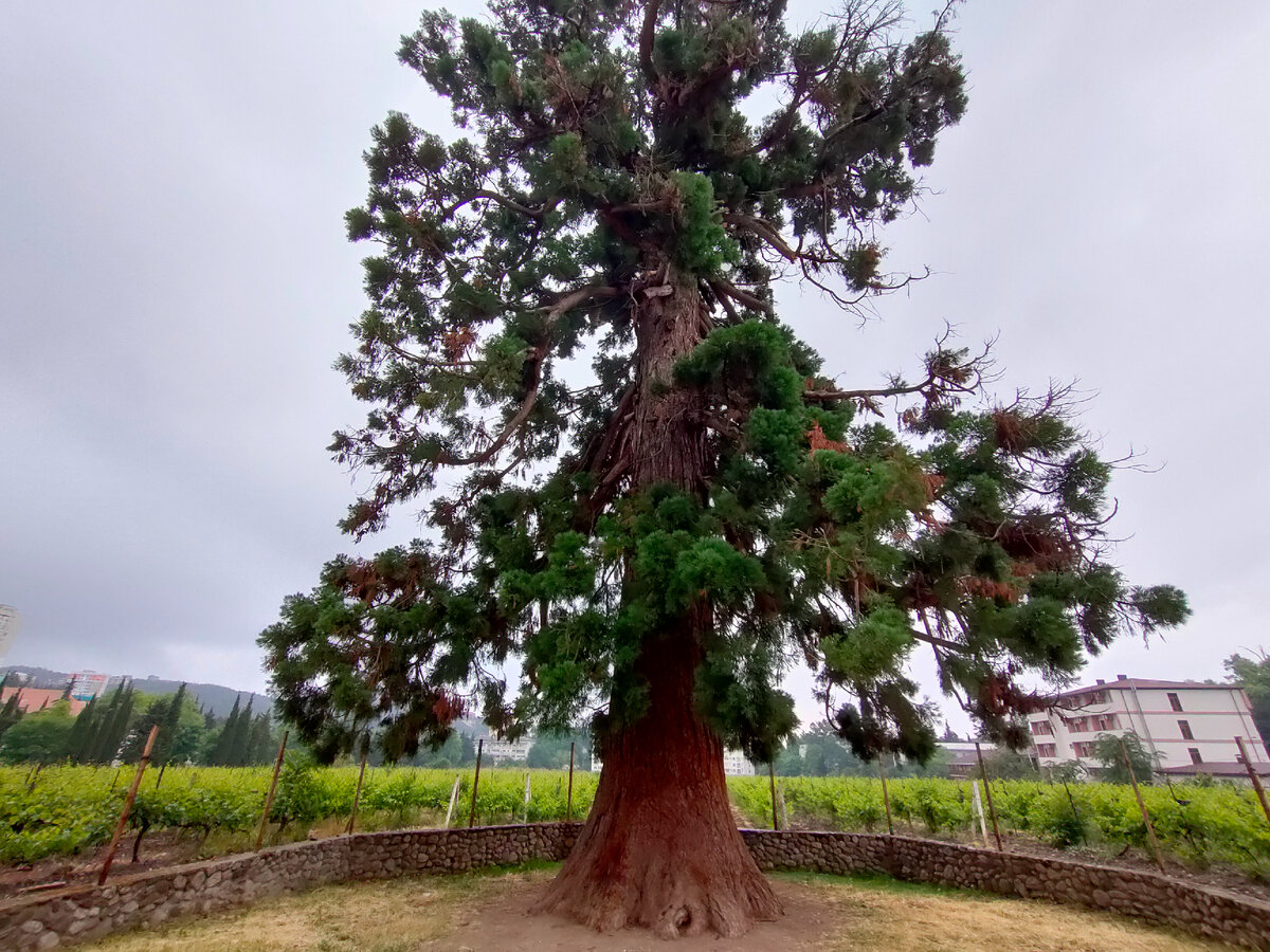 Мамонтово дерево в Алуште (Секвойядендрон гигантский)