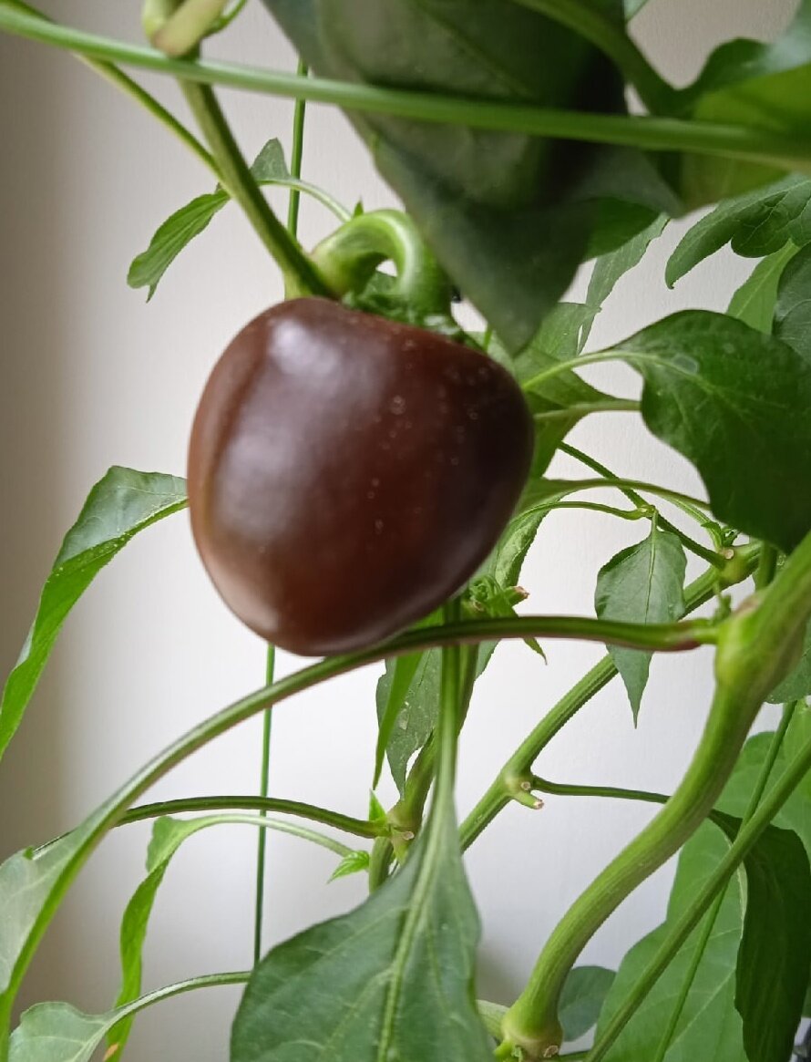 Перец сорт Бубенцы.