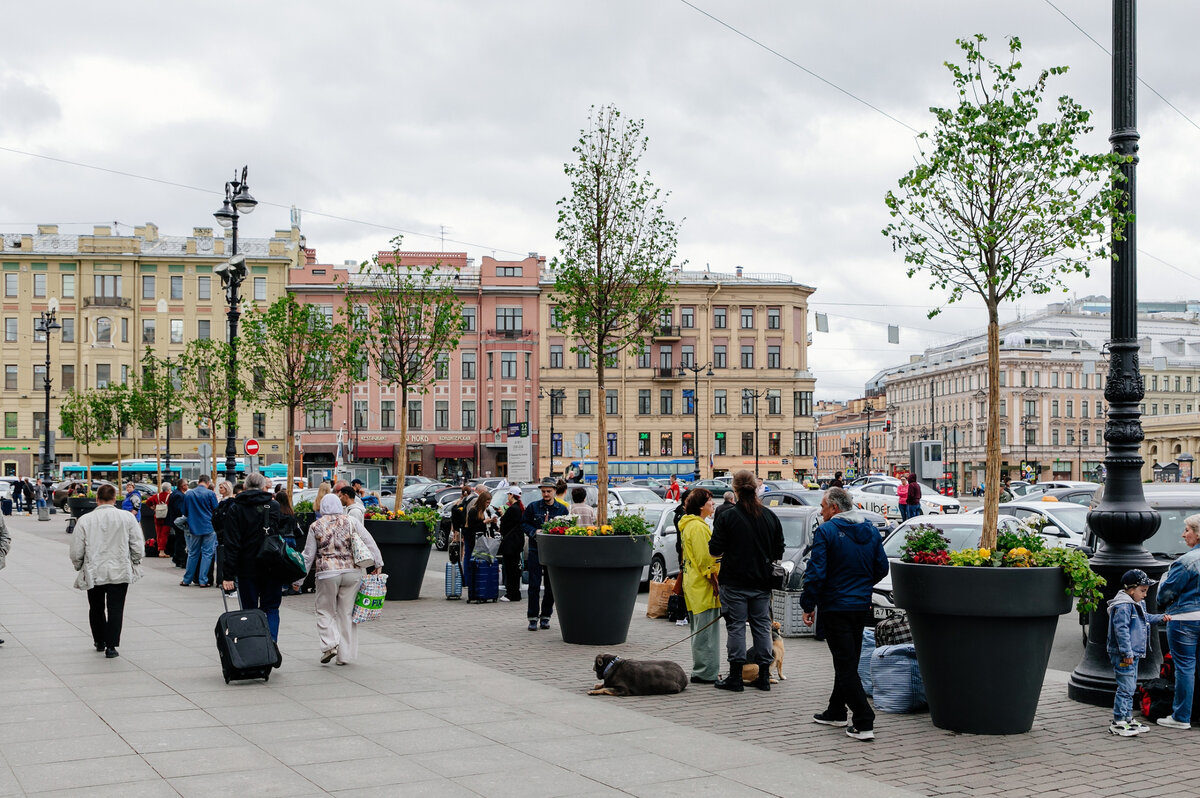 Сейчас на канале санкт петербург. Деревья в кадках на Невском проспекте. Невский проспект 30 Санкт-Петербург. Невский проспект 22 в Санкт-Петербурге. Невский проспект 181.