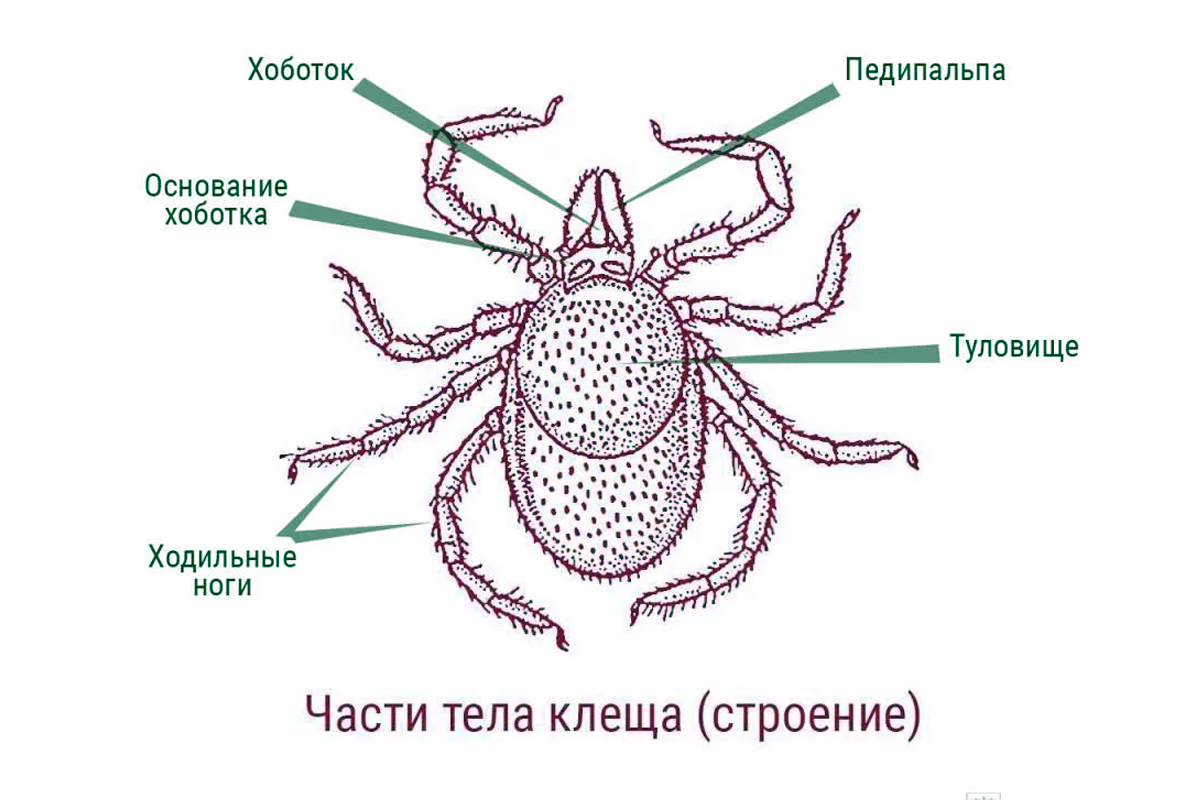 Таежный клещ строение