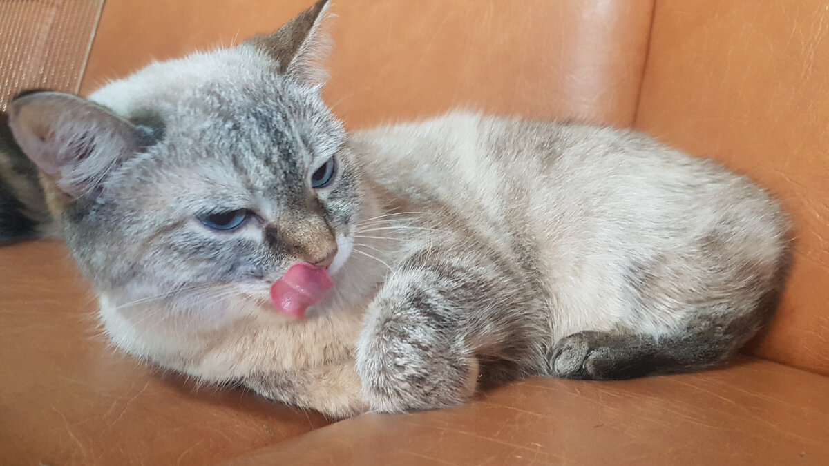 Облизывается, так как испугалась телефона 😊