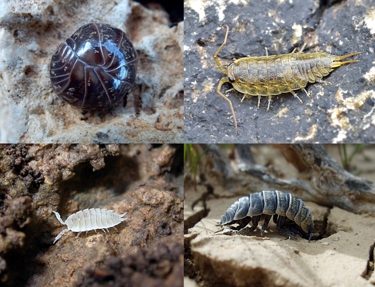 Современные мокрицы. 1-й ряд: Ligia oceanica и Hemilepistus reaumuri 2-й ряд: Platyarthrus hoffmannseggii и Schizidium tiberianum