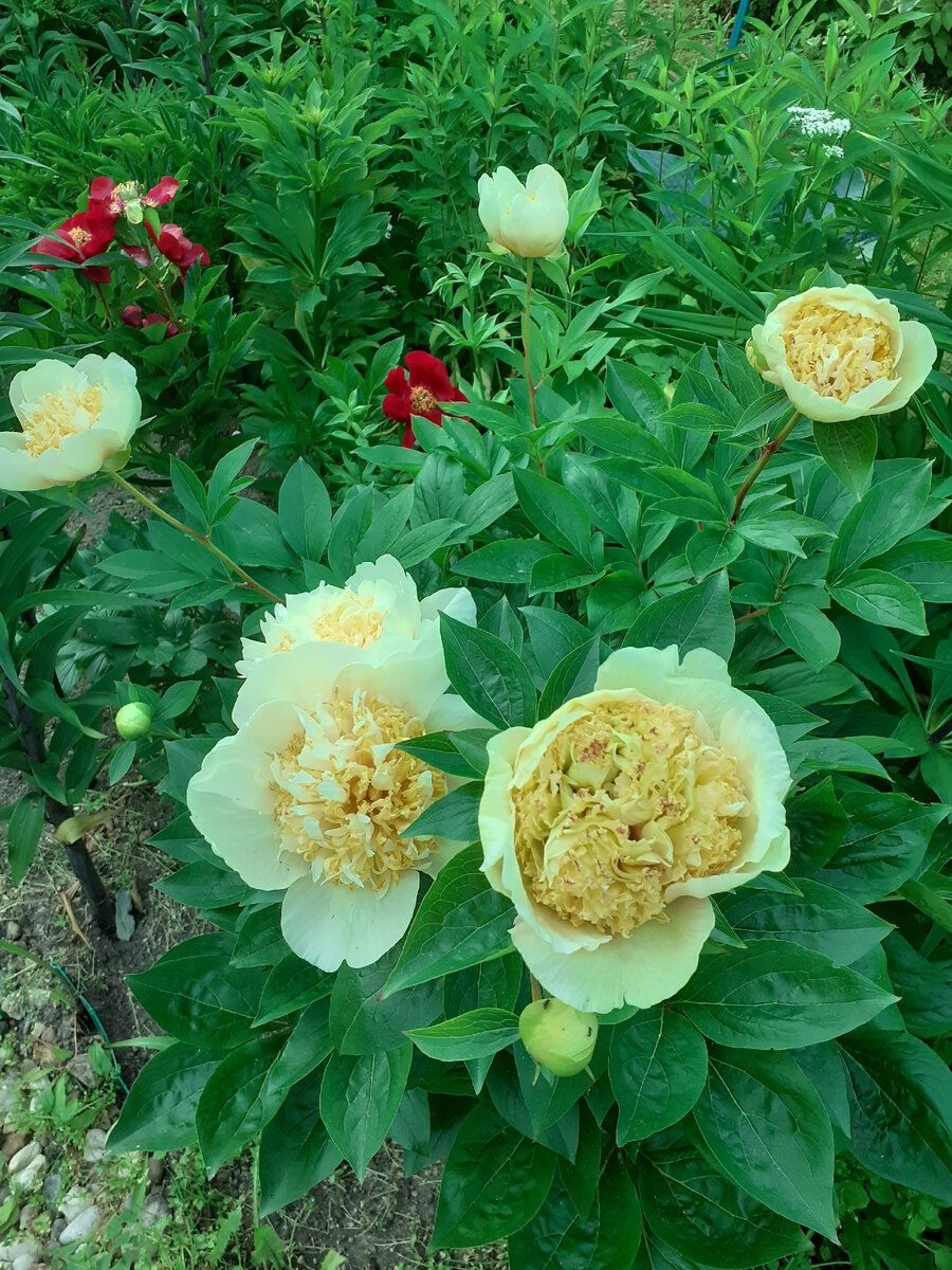 Quitzin цветение этого года.