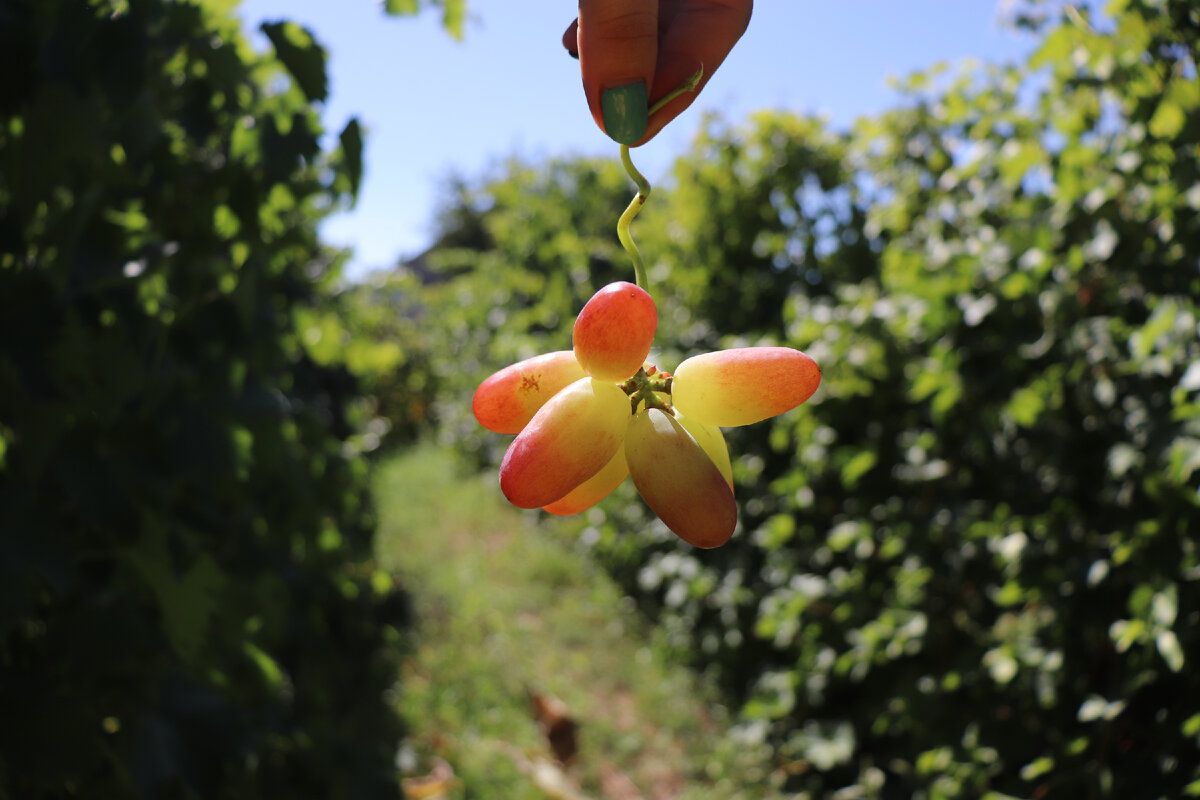 Это пасынковый урожай на Юбилее Новочеркасска