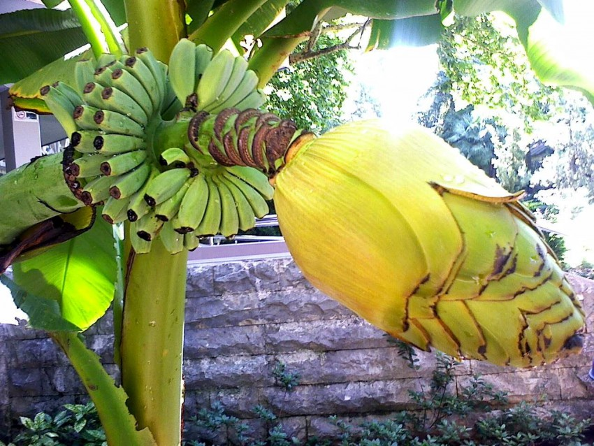 Появились не в Африке. 5 интересных фактов про бананы | Популярная наука |  Дзен