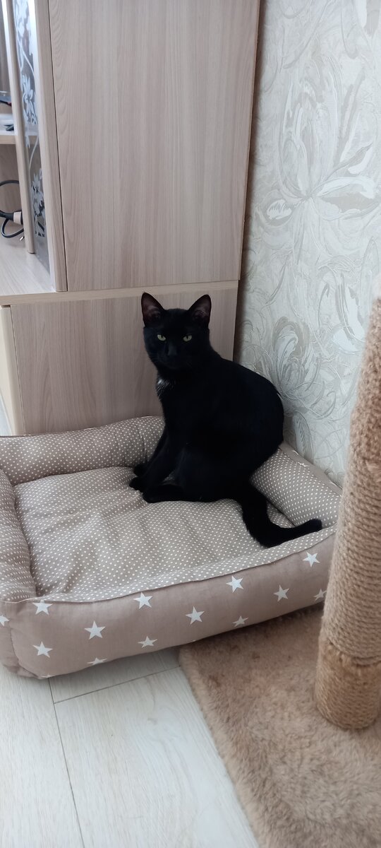 Сидит, лапчик мой. Тоже грустный.