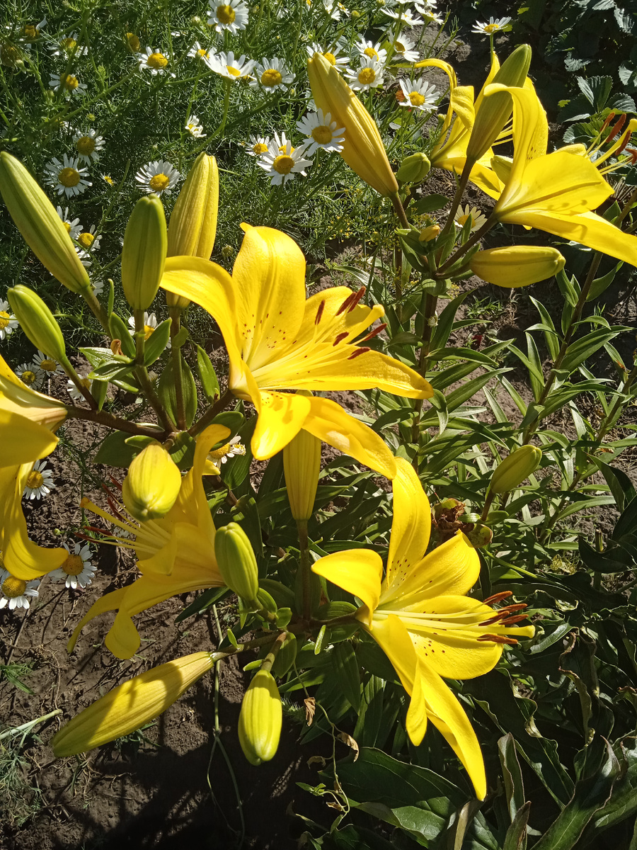 Фото автора. 