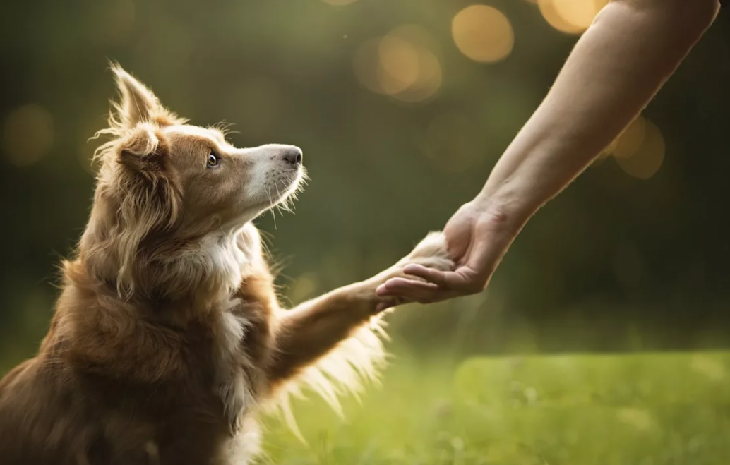 собака - лучший друг человека