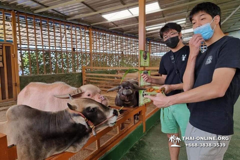 Экскурсия "В Мире Животных" в Паттайе претерпела значительные изменения!