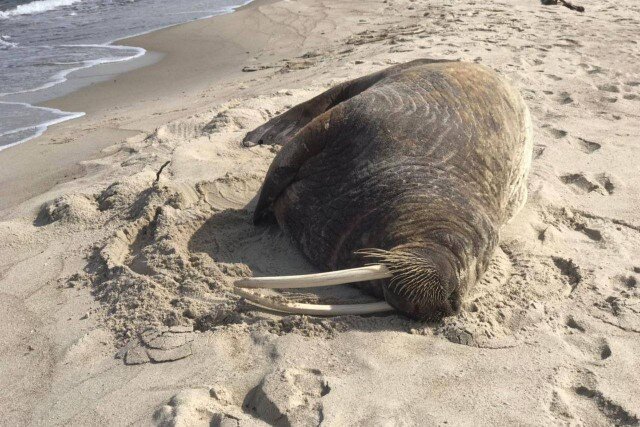   Фото: пресс-служба нацпарка «Куршская коса»