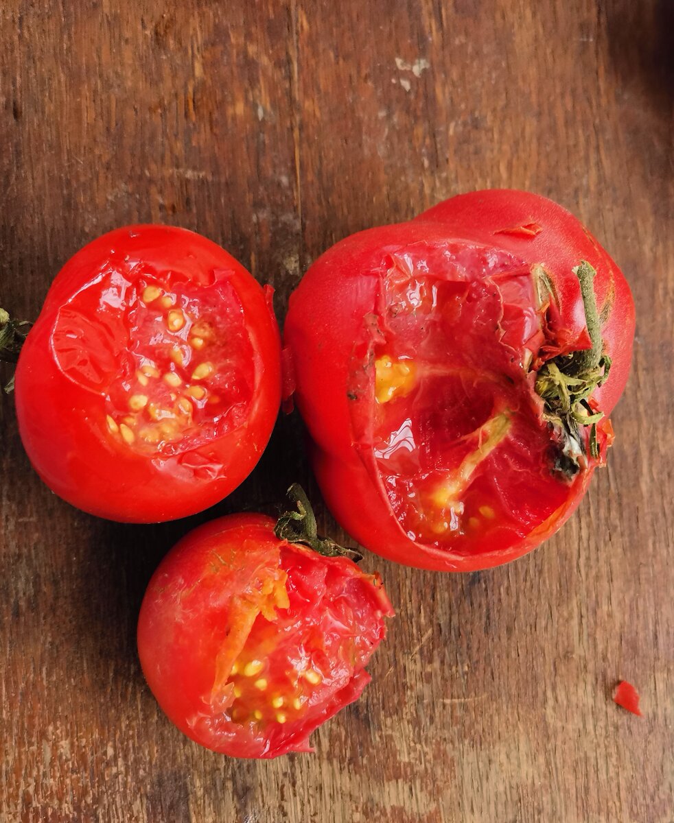 Помидоры, кем-то погрызанные увидела я, когда зашла в кладовку.