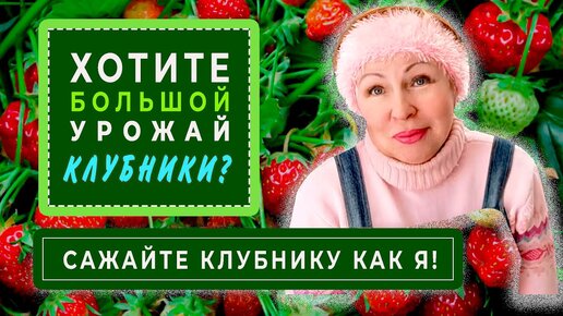 Хотите МНОГО КРУПНОЙ КЛУБНИКИ_ Сажайте клубнику как я!