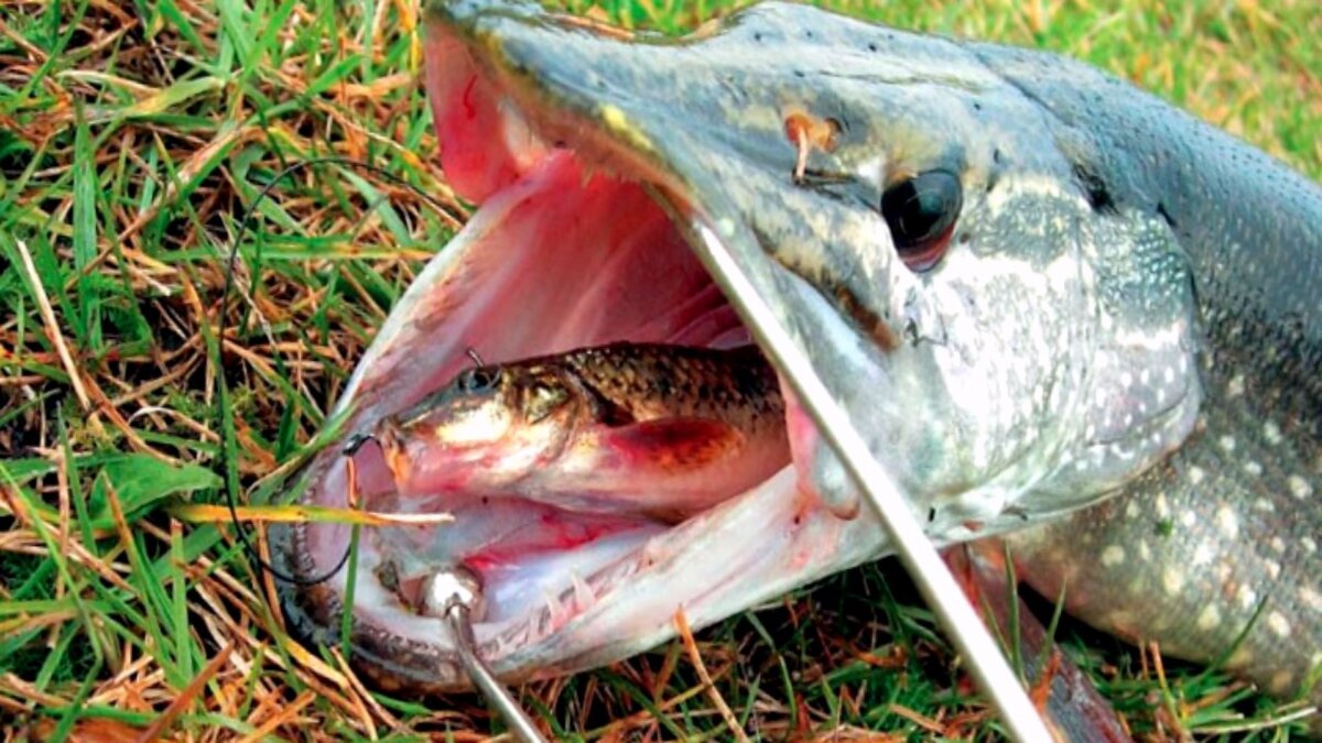 Щука пойманная на живца