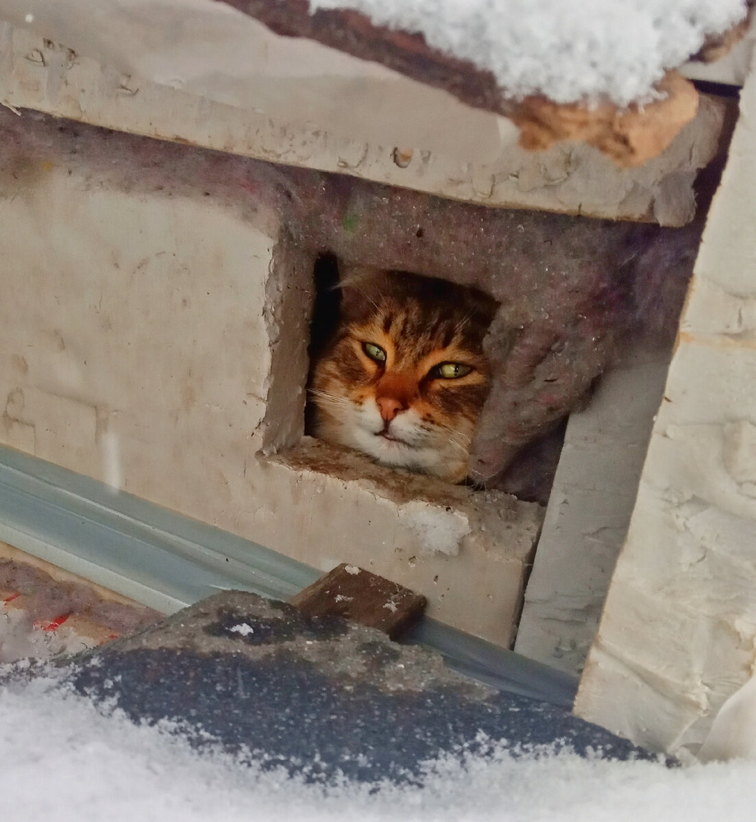 Утепленные домики для бездомных кошек на зиму. Делюсь личным опытомизготовления и установки.