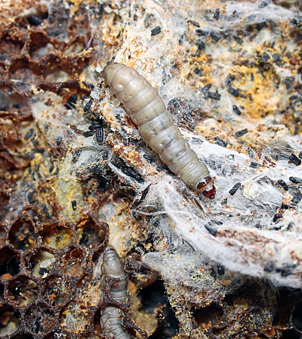 Большая восковая моль Galleria mellonella