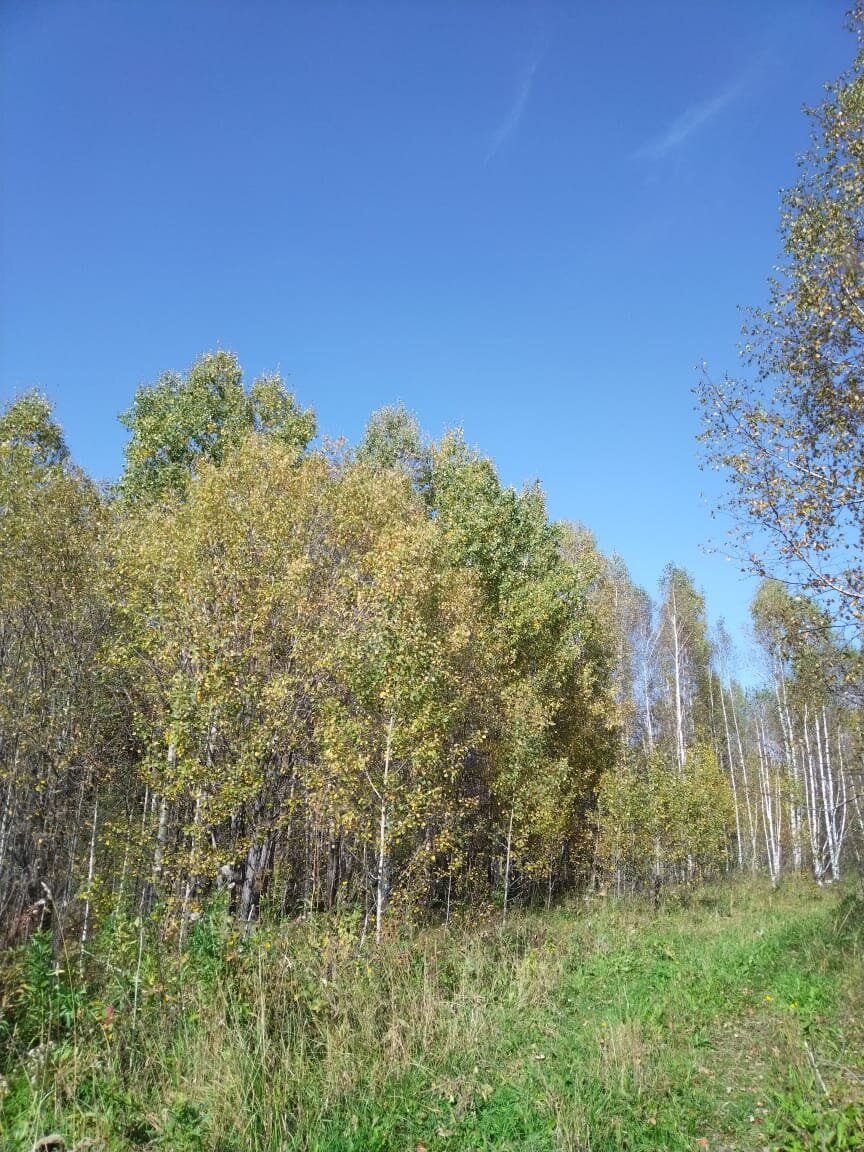 Шуршащее золото листвы