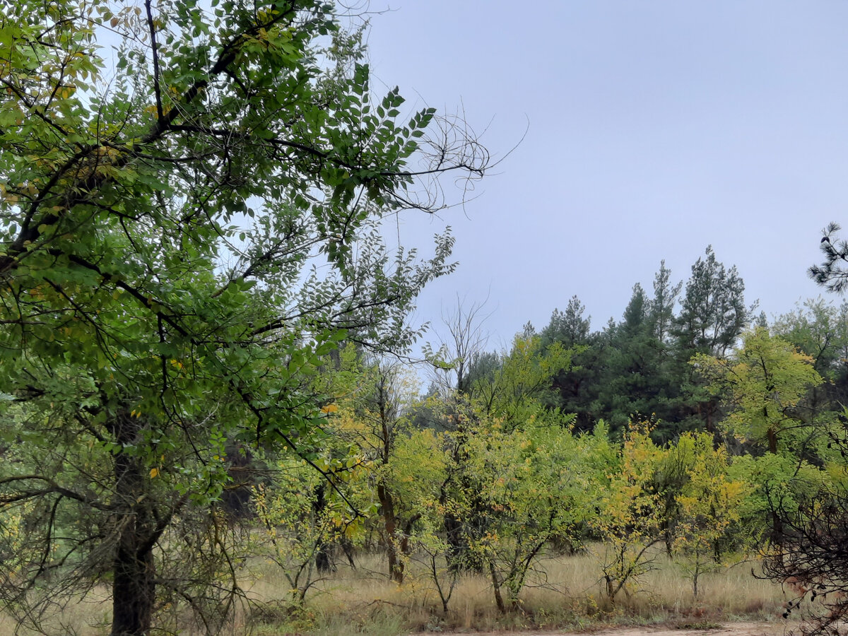 тут рыбов нет. грИбов тоже. даже не показывают. печалька.