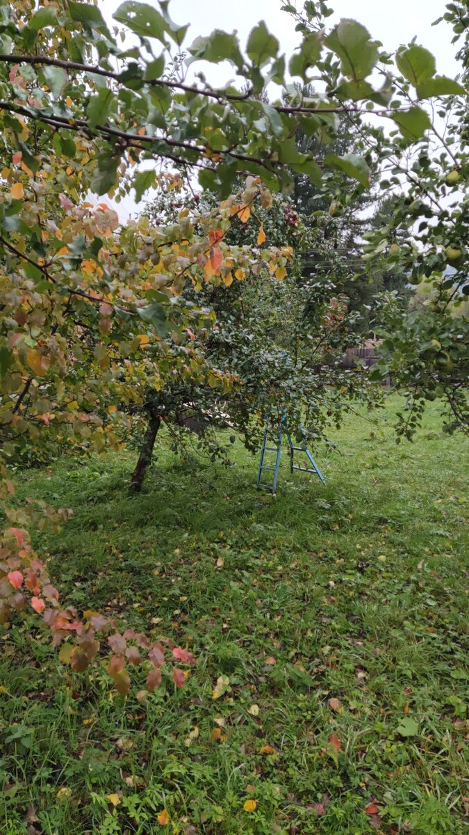 Раздаём бесплатно яблоки со своего участка, какие гости к нам пришли и  почему так делать мы больше не будем | АРТбук Ульяновой | Дзен