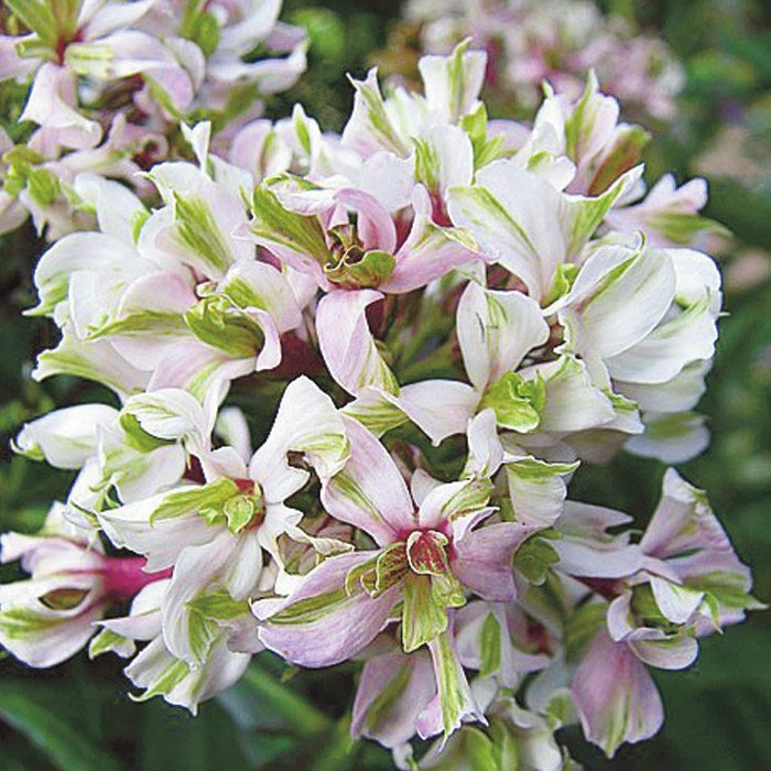 Чистые чувства