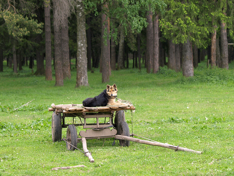 Где вы, мои кони.
