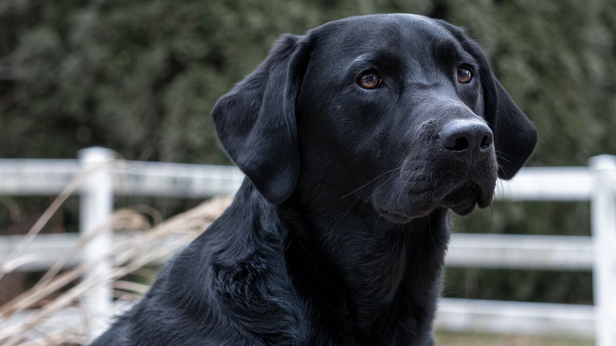 5 удивительных фактов о черных собаках | Dog Breeds | Дзен