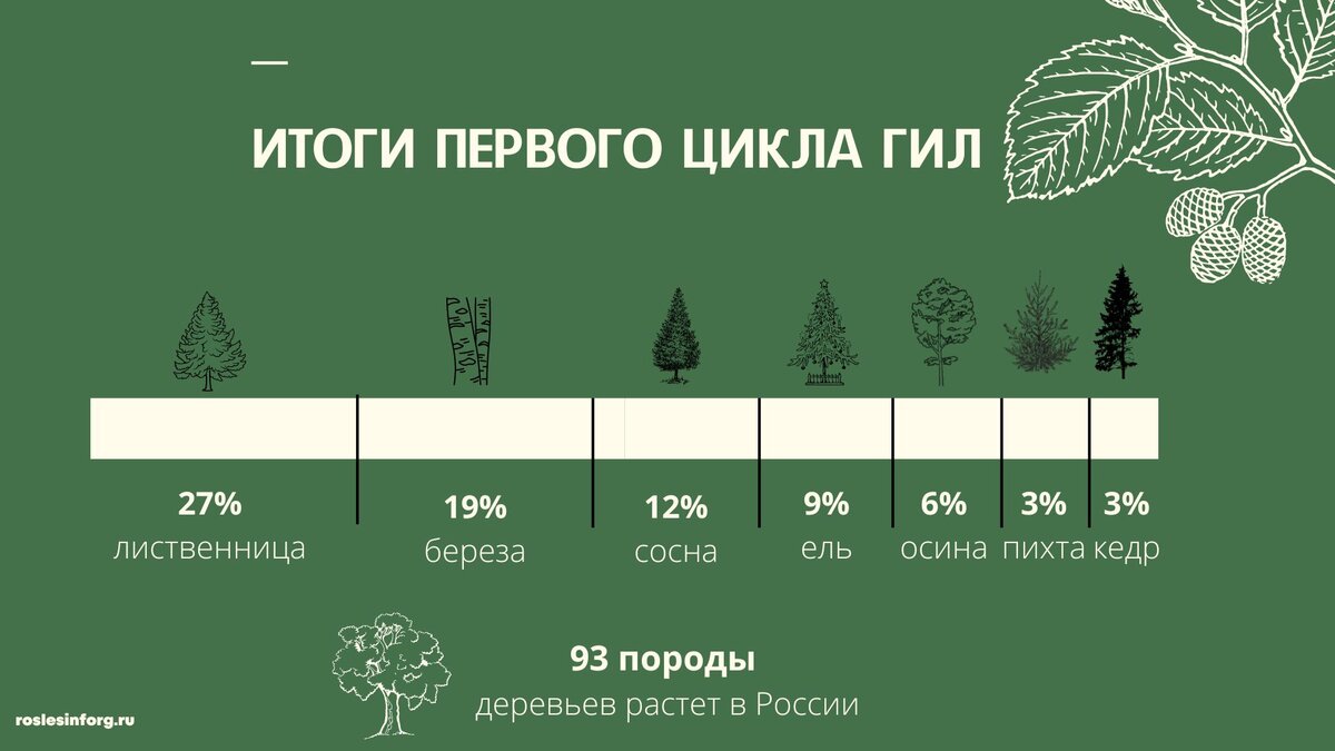 Государственная инвентаризация лесов. Зачем наводить в лесу порядок? |  Рослесинфорг | Дзен