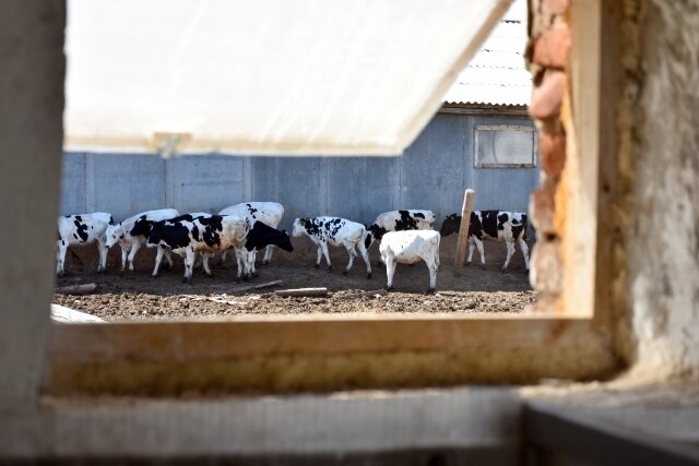    Животноводство Tatarstan.ru