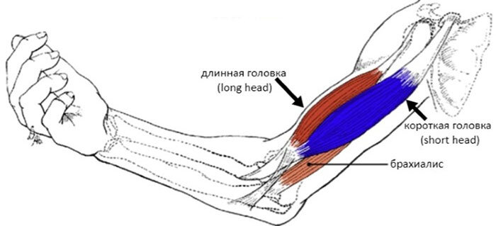 Анатомия двуглавой мышцы плеча