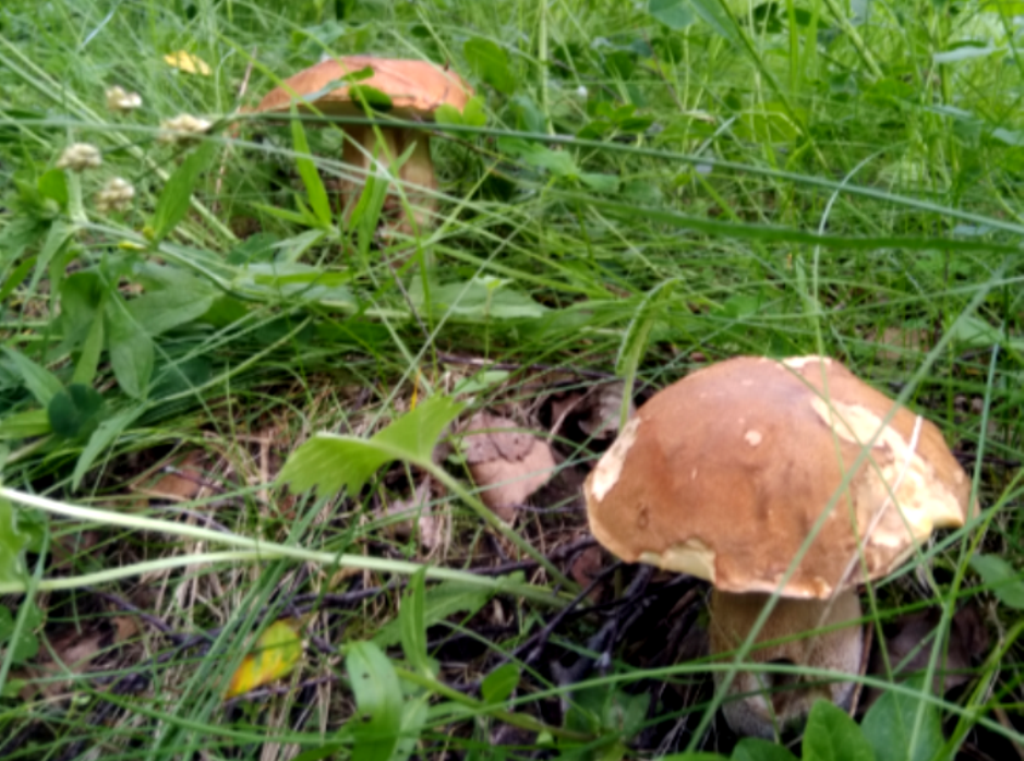 Автор фото Светлана Иноземцева