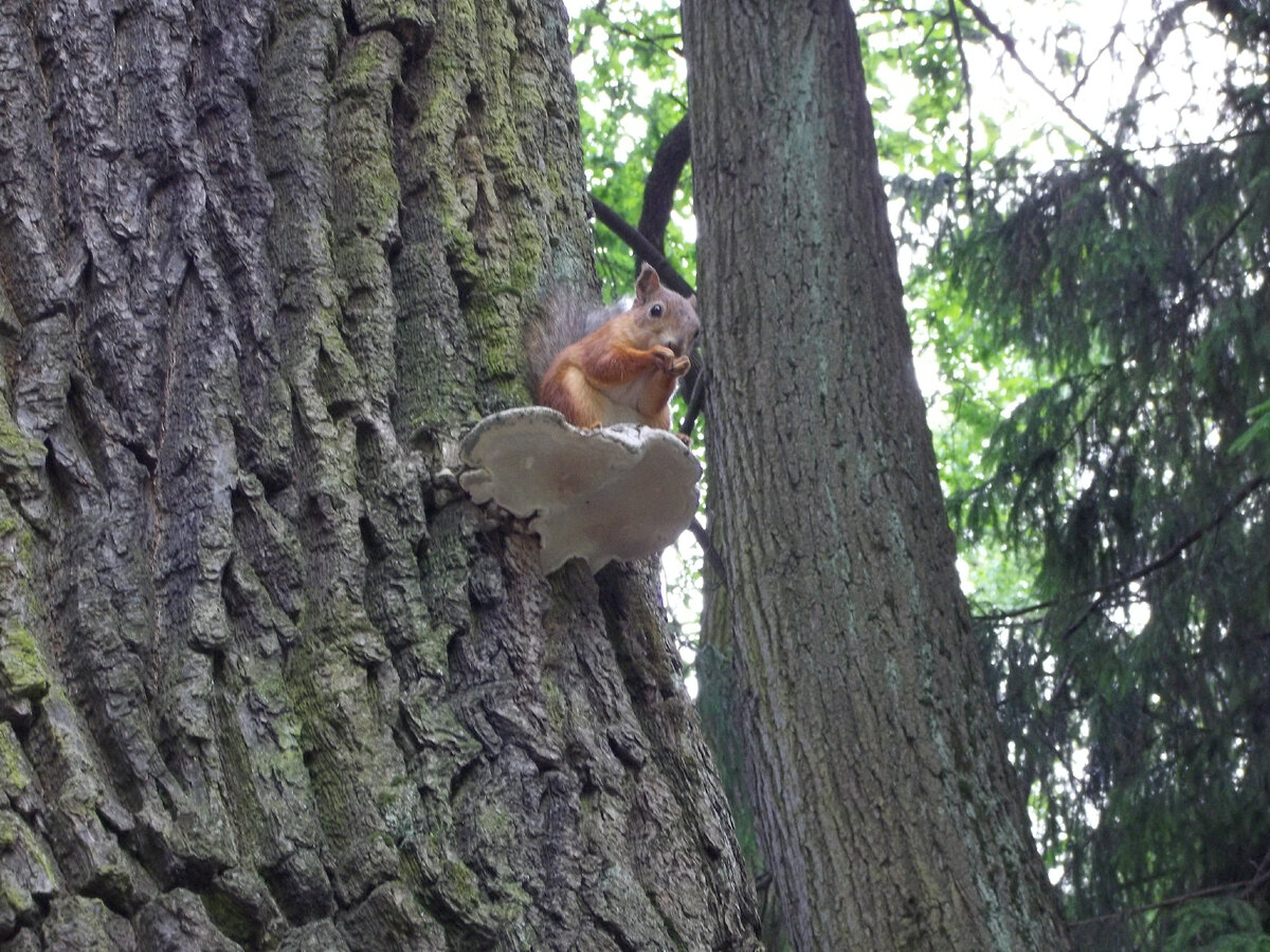 Занятно устроилась