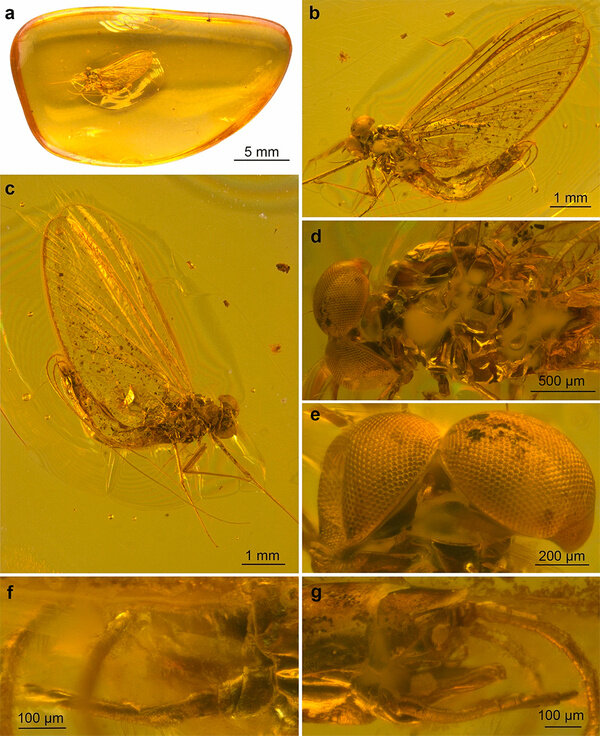 Calliarcys antiquus. Фото © Scientific Reports