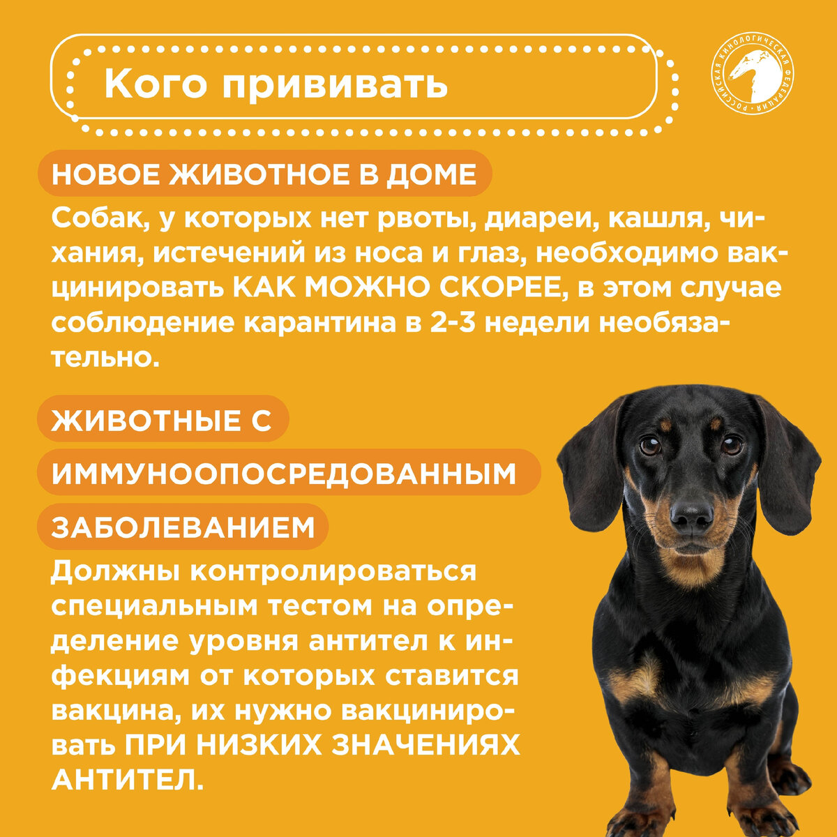 За сколько до прививки нужно глистогонить собаку. Можно ли кормить собаку перед прививкой от бешенства. Кормят ли щенка перед прививкой. Вакцинация от бешенства собак. Как кормить собаку.