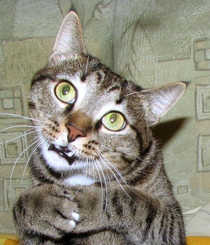 яндекс фото