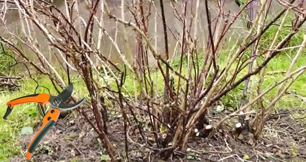 Куст после обрезки