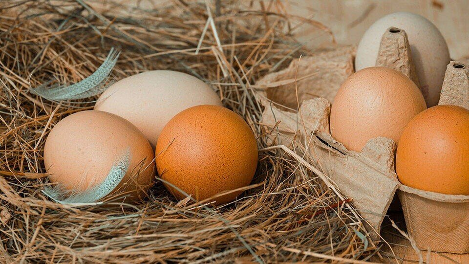     Украинские СМИ сообщили, что потеря Херсонской области вызвала подорожание яиц на Украине до 135 рублей  pixabay.com