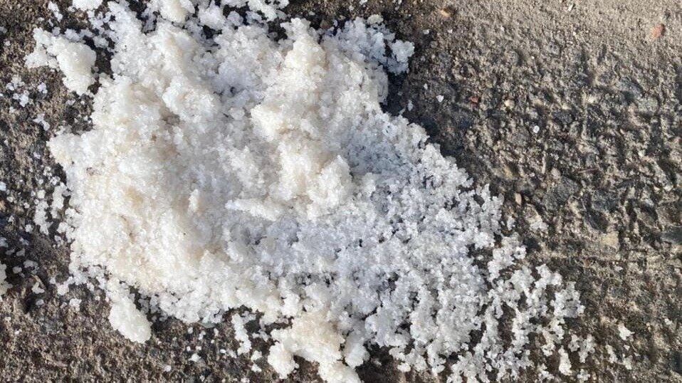     О травле собак на улице Буйнакского сообщил в соцсетях приют для животных «Лучший друг».