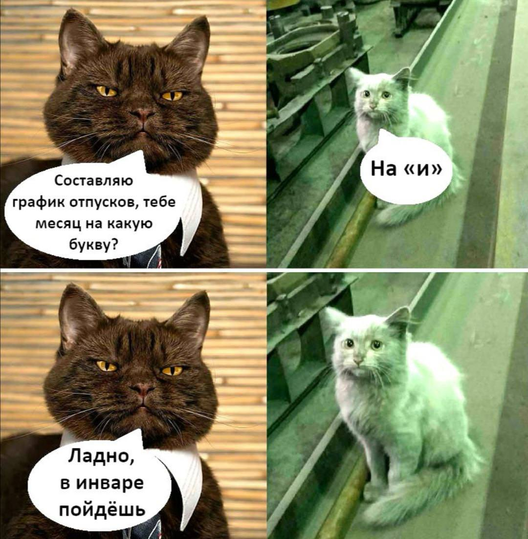 Мемы с котами