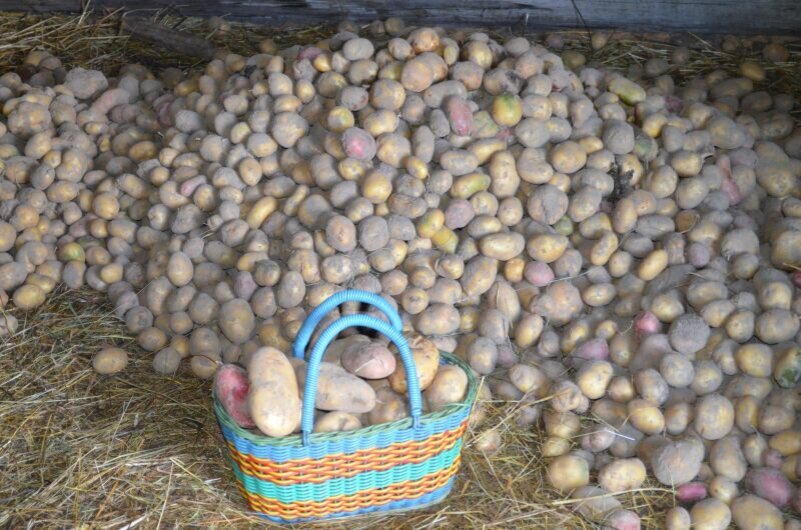 Картофель.