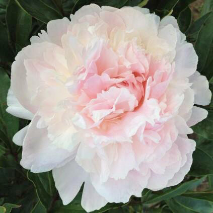 Tourangelle ( Dessert, 1910 )