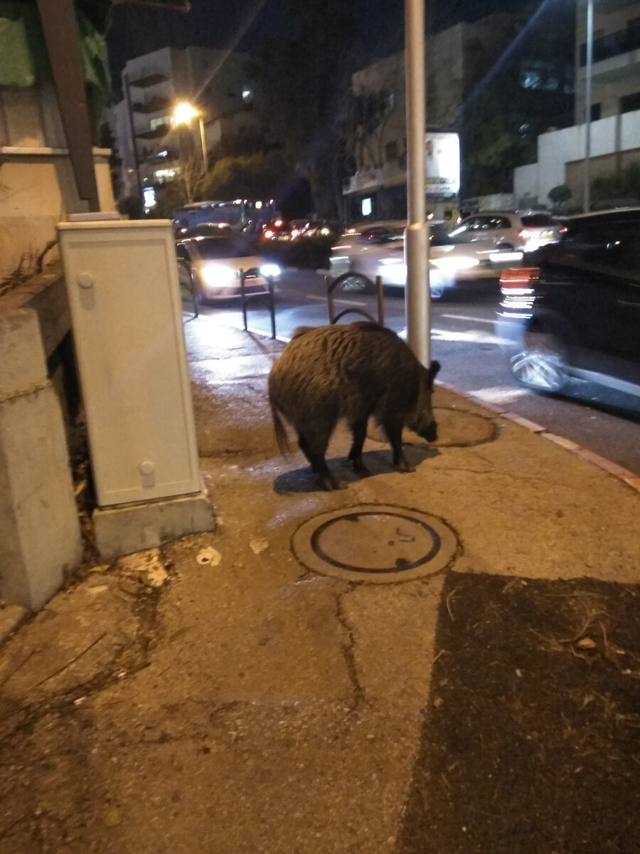 Кабану привычно находиться рядом с шумной дорогой