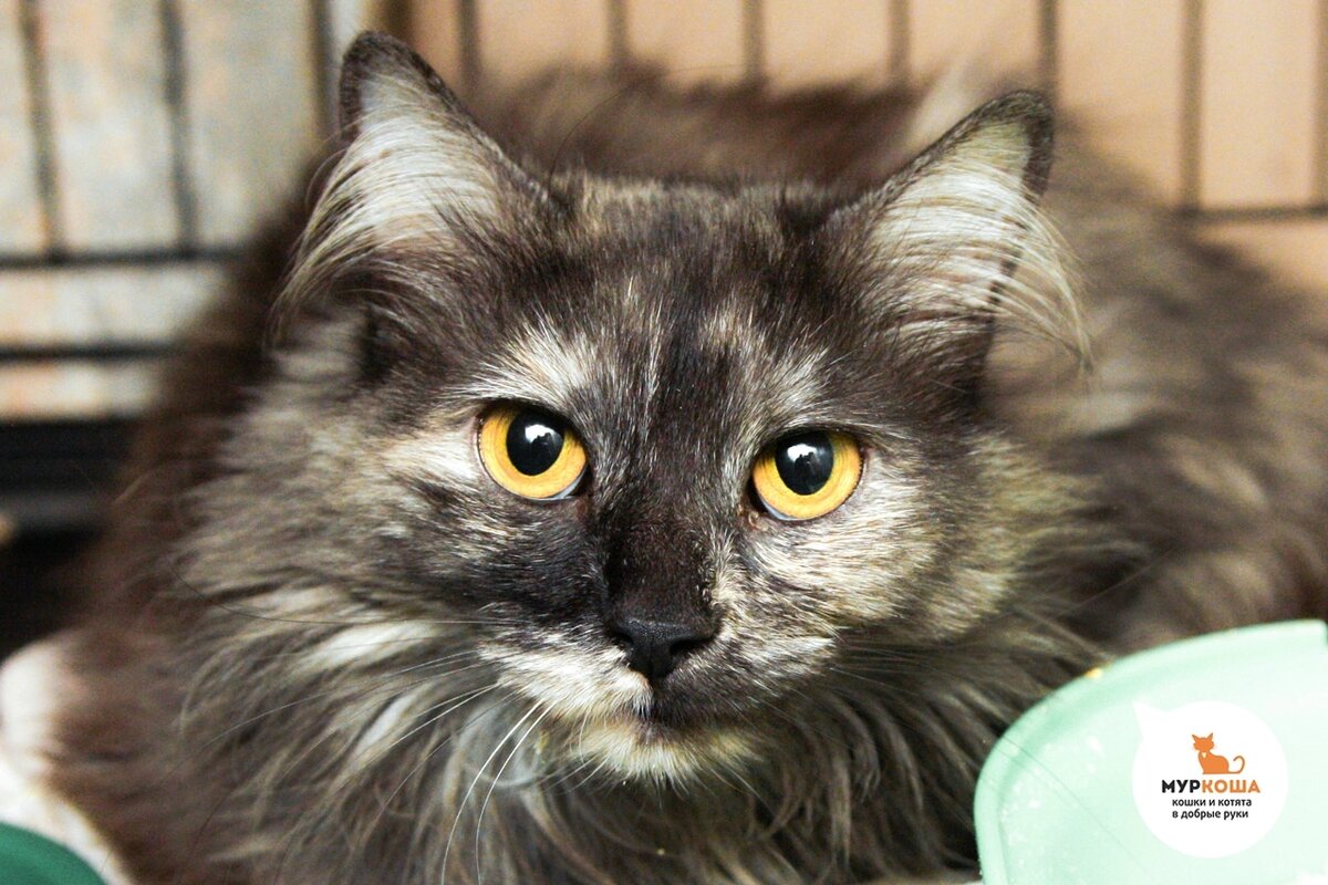 Кошечку нашли на улице.