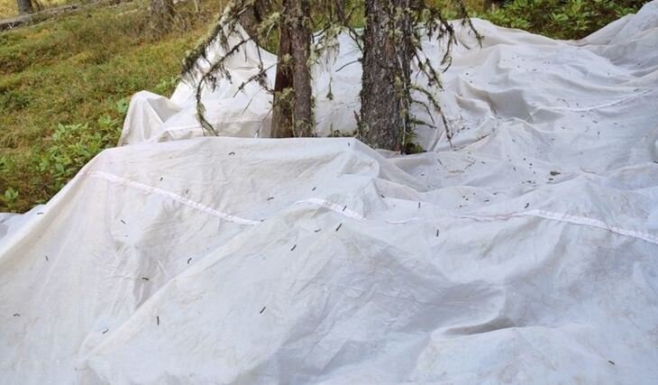    Свыше 34 тысяч гектаров кедрового леса обработают от сибирского шелкопряда в Иркутской области