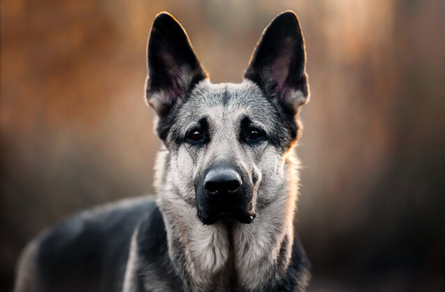 Агрессия у собак: причины, виды и устранение