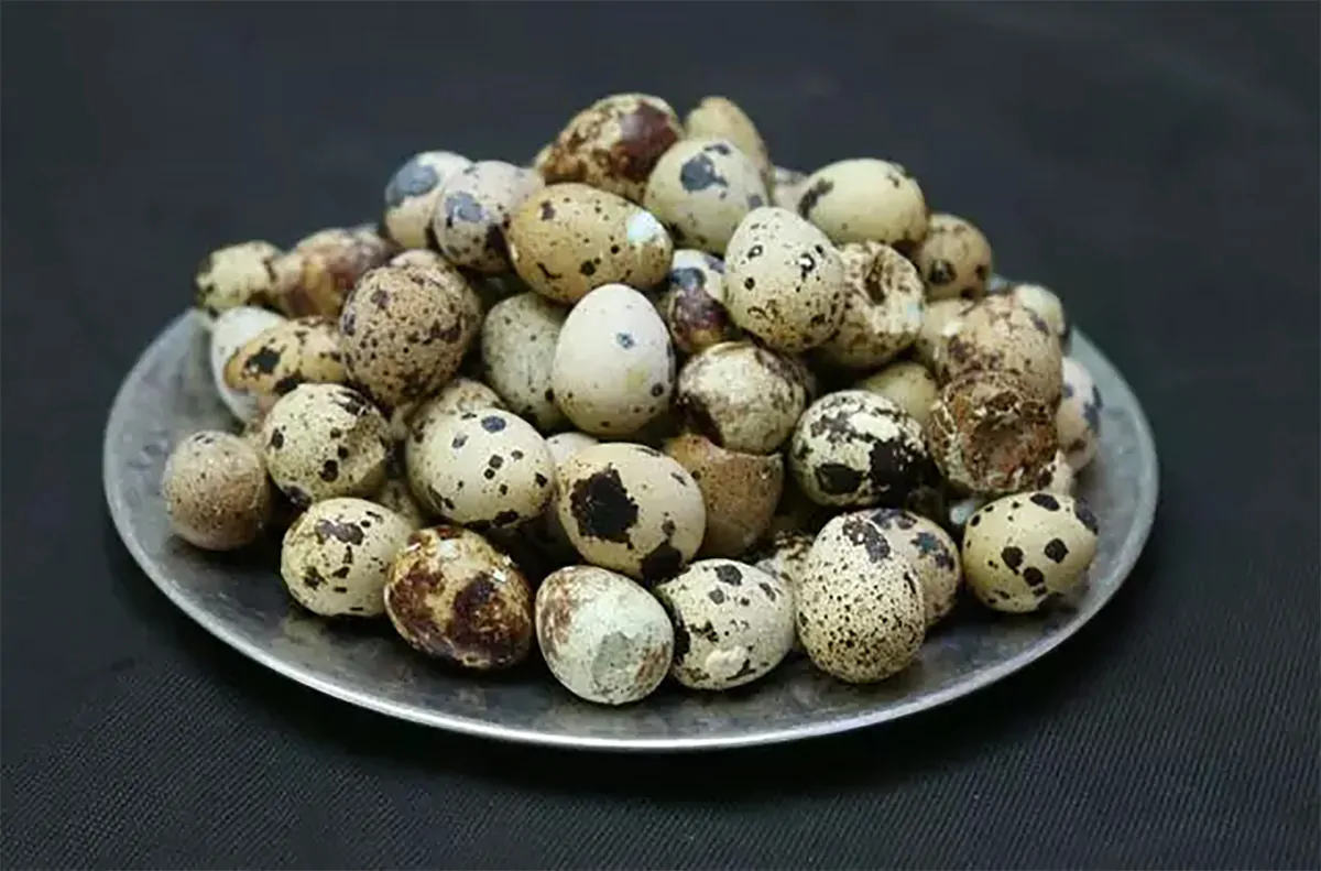 Перепелиные яйца намного полезнее куриных и содержат гораздо больше питательных веществ. О пользе перепелиных яиц было известно еще древним египтянам.