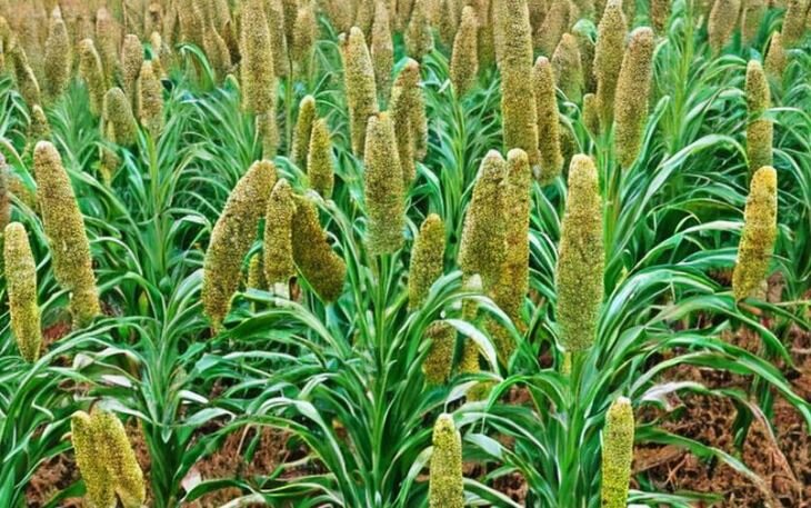    Просо вместо кукурузы в коммерческом птицеводстве