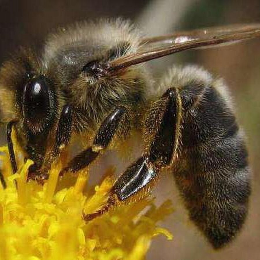 Пчела на цветке 