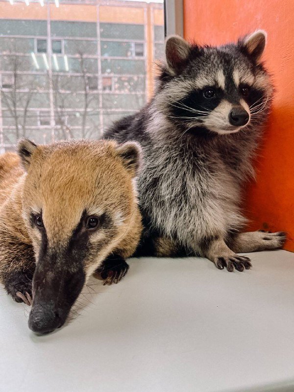 Фрэнк и Беста